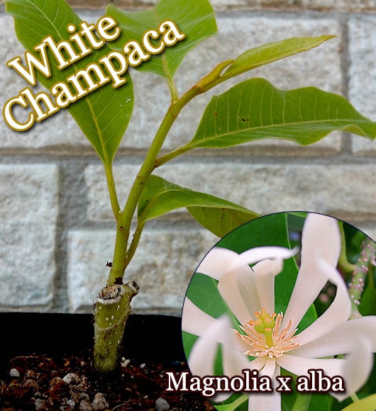 ホワイトチャンパカ(Michelia Alba)苗