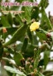 ���ץ�ƥ������ǥ���˥�(Opuntia dillenii)���[���������ڥ���ͽ����100-10000��]