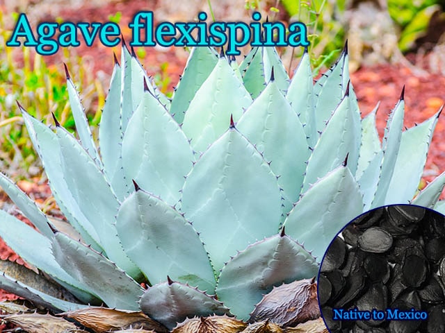 Agave flexispina(アガベ・フレクシスピナ)[アガベ種子] 販売店