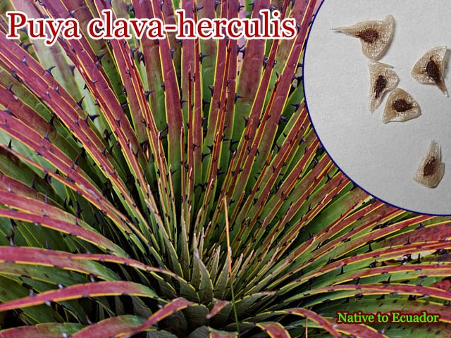 Puya clava-herculis(�ץ䡦����С��إ륯�쥹)���