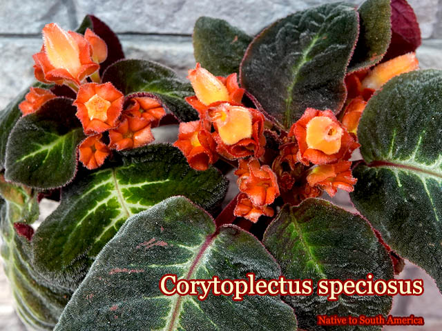 Corytoplectus speciosus(����ȥץ쥯�ĥ������ڥ�����)��