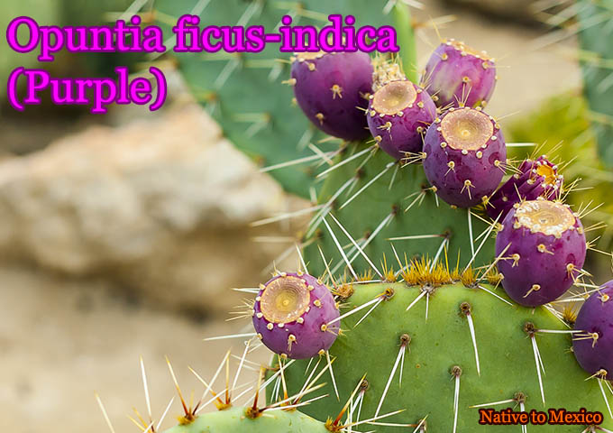 ���ץ�ƥ������ե����� ����ǥ��� �ѡ��ץ�(Opuntia ficus indica purple)���[���������ڥ����]