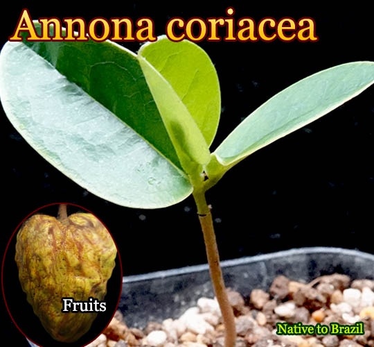 Annona coriacea(アンノナ・コリアセア)苗[バンレイシ科熱帯果樹] 販売店
