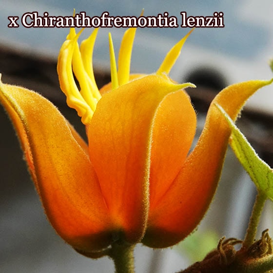 x Chiranthofremontia lenzii苗