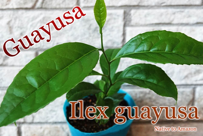 [極]Ilex guayusa[쥯極]