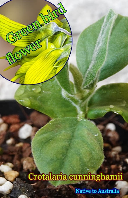 クロタラリア・カニンガミー(Crotalaria cunninghamii)幼苗[グリーンバードフラワー]