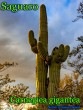 Carnegiea gigantea(����ͥ�������������ƥ�)���