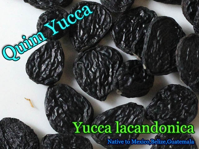 Yucca lacandonica(��å����饫��ɥ˥�)���