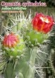 Opuntia cylindrica(���ץ�ƥ����������ɥꥫ)���[���������ڥ���ͽ����100-10000��]
