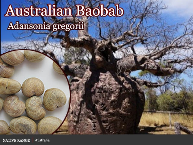 アダンソニア・スアレゼンシス(adansonia suarezensis)大苗[バオバブ