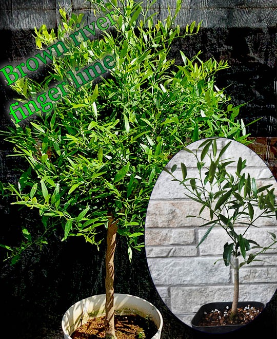 ブラウンリバー フィンガーライム接木苗 販売店