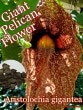Aristolochia gigantea(���ꥹ�ȥ�������������ƥ�)���