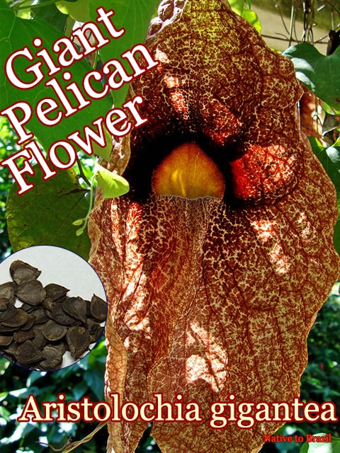 Aristolochia gigantea(アリストロキア・ギガンテア)種子