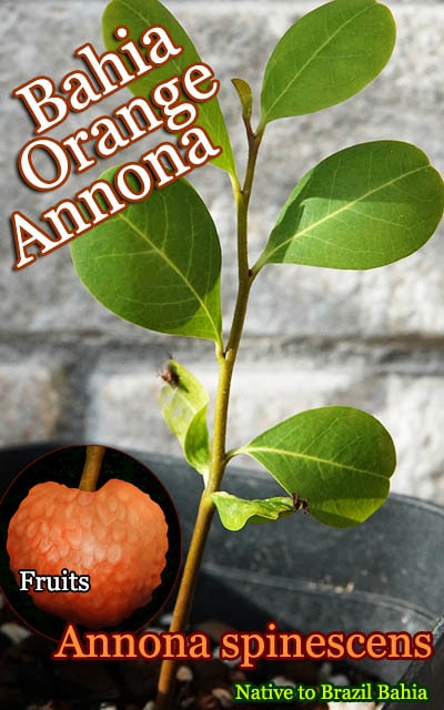 レッド・チェリモヤ]Annona spinescens(アンノナ・スピネッセンス)苗