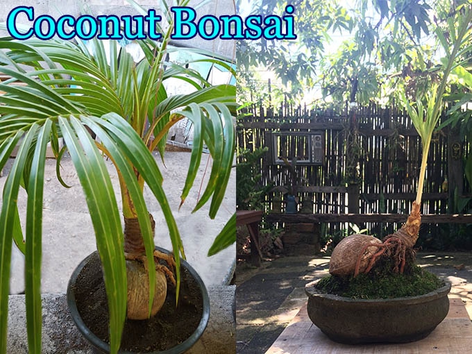 イエロー・ドワーフココナッツ種子 販売店