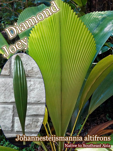 ��������ɥ��硼���䥷(Johannesteijsmannia altifrons)��