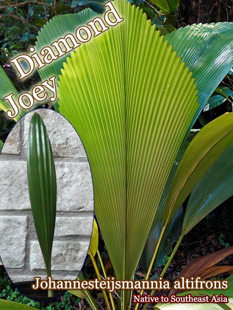 ダイヤモンドジョーイヤシ　クリビコラルテア セット　専用 ダイヤモンドジョーイヤシ クリビコラルテア セット 専用 ダイヤモンド