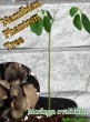 ���󥬡����Х�ե��ꥢ(Moringa ovalifolia)���