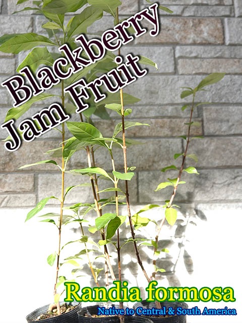 �֥�å��٥꡼�����ե롼��(Rosenbergiodendron formosum)��