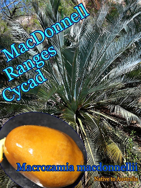 Macrozamia macdonnellii(ޥߥޥɥͥ꡼)