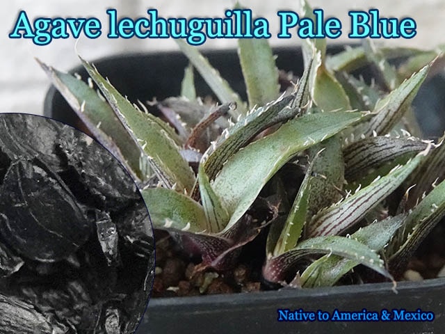 Agave lechuguilla Pale Blue(アガベ・レチュギラ ペールブルー)種子