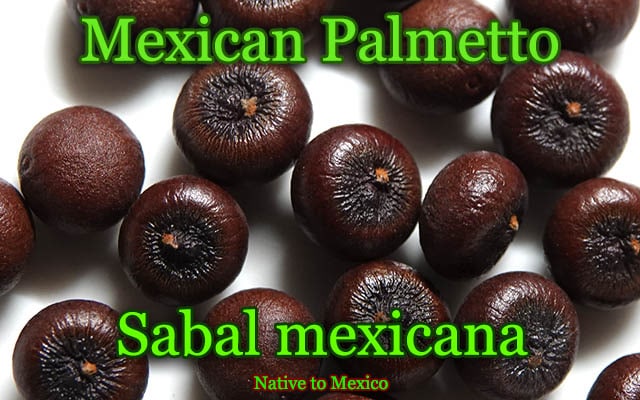 Sabal mexicana(���Х롦�ᥭ��������)���[�Ѵ����䥷]
