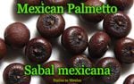 Sabal mexicana(���Х롦�ᥭ��������)���[�Ѵ����䥷]