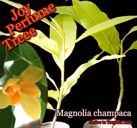 チャンパカ Magnolia Champaca 苗 高級香水の原料 販売店