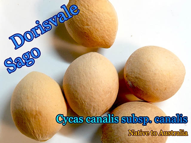 Cycas canalis subsp. canalis(ʥꥹ) [ƥļ]