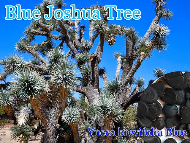 Yucca brevifolia Blue(�֥롼�襷�奢���ĥ꡼)���[�Ѵ�����å���ҡ�ͽ����]