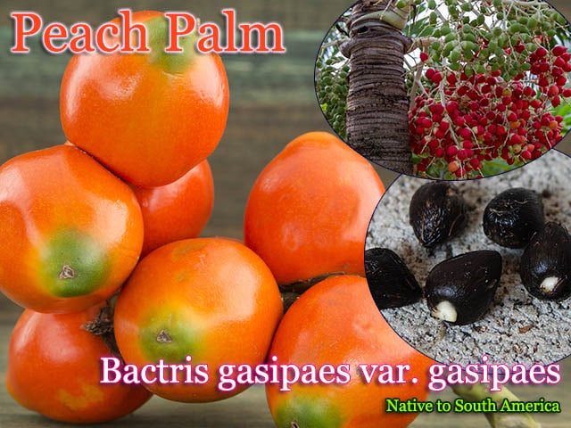 Bactris gasipaes(ピーチ・パーム)種子[食用ヤシ/チョンタドゥーロ] [予約商品]