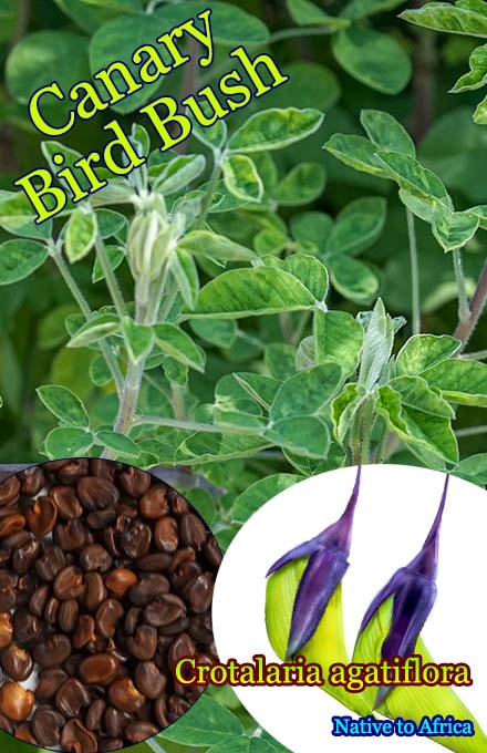 Crotalaria agatiflora(クロタラリア・アガティフローラ)種子[カナリー・バードブッシュ]