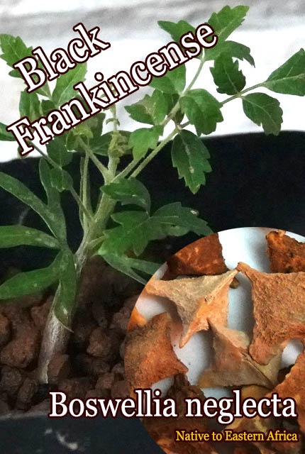 Boswellia neglecta(ボスウェリア・ネグレクタ)種子