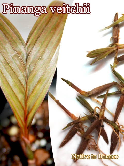 Pinanga veitchii(�ԥʥ󥬡�����������)ȯ����
