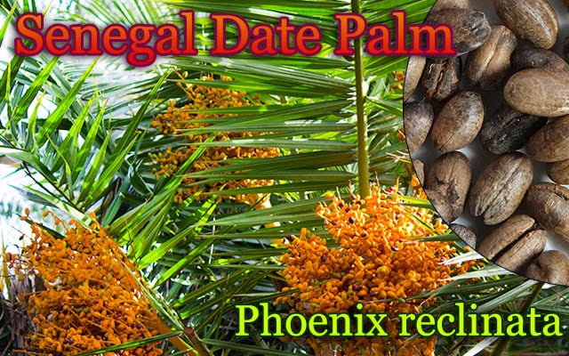Phoenix reclinata(フェニックス・レクリナータ)種子[セネガル・デーツパーム]