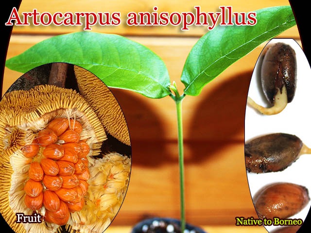 Artocarpus anisophyllus(����ȥ���ץ������˥��ե��륹)���[Ǯ�Ӳ̼���ͽ����]