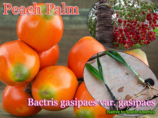 Bactris gasipaes gasipaes（ピーチ・パーム)抜き苗[食用ヤシ/チョンタドゥーロ]