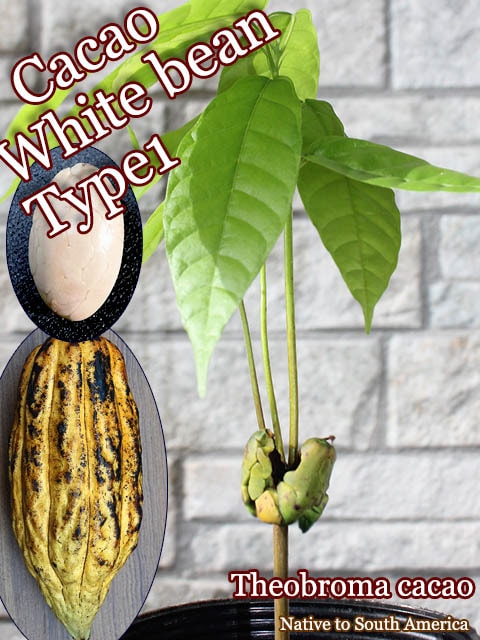 カカオ苗木 3個 | beia.com.do