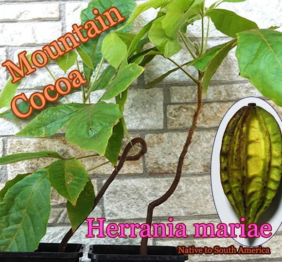 Herrania mariae(�إ�˥����ޥꥢ��)��[�磻��ɥ�����]