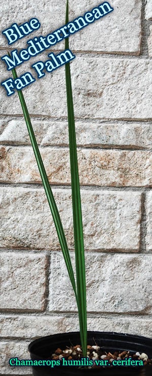 Chamaerops humilis var cerifera(チャメロップス・ヒュミリス・セリフェラ)苗