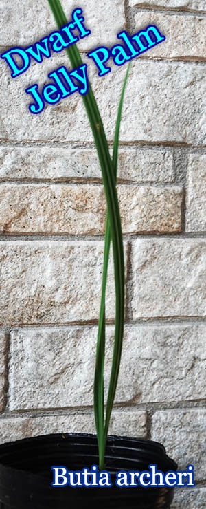 Butia archeri(ブティア・アーチェリ)苗
