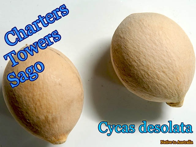 サイカス デソラタ/Cycas desolata Cycas desolata – Charters Towers Sago – Buy seeds at rarepalmseeds.com