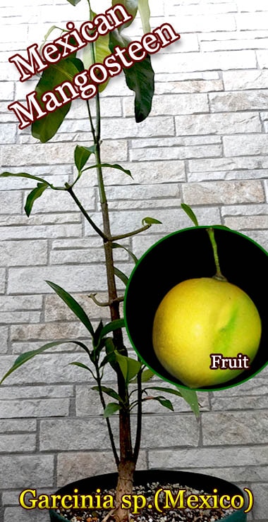 メキシカンマンゴスチン 中苗[希少熱帯果樹]Garcinia sp.Mexico