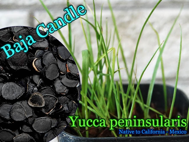 Yucca peninsularis(��å����ڥ˥󥷥��ꥹ)���