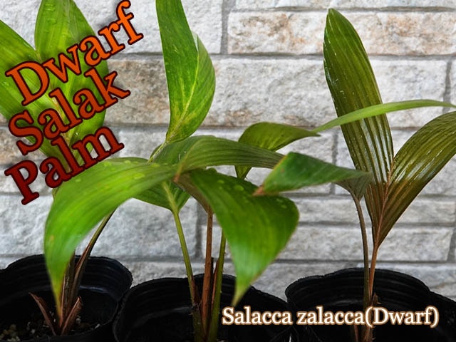 ドワーフ・サラクヤシ(Salacca zalacca Dwarf)苗[食用ヤシ]