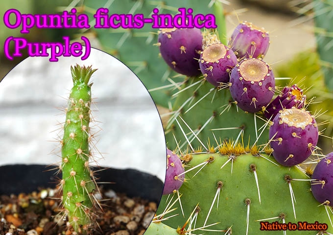 ���ץ�ƥ������ե����� ����ǥ��� �ѡ��ץ�(Opuntia ficus indica purple)��[���������ڥ�]