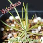 �륤�ܥ�(Aspalathus linearis)����[�륤�ܥ��ƥ����θ���]