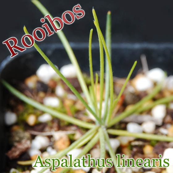 ルイボス(Aspalathus linearis)幼苗[ルイボスティーの原料]
