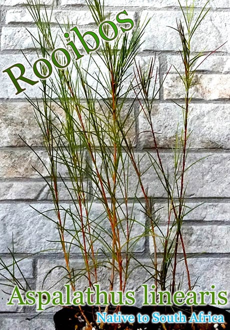 ルイボス(Aspalathus linearis)苗[ルイボスティーの原料] 販売店