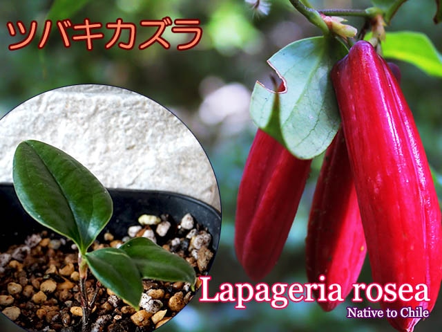 Lapageria rosea(��ѥ��ꥢ��������)����[�ĥХ�������]